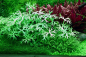 Preview: Ranunculus inundatus - Fluss-Hahnenfuß 1-2-Grow!
